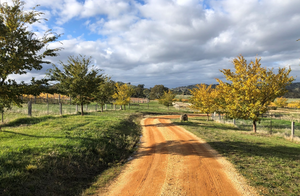 WINTER SPECIAL - 2015 Block 25 Cabernet Shiraz