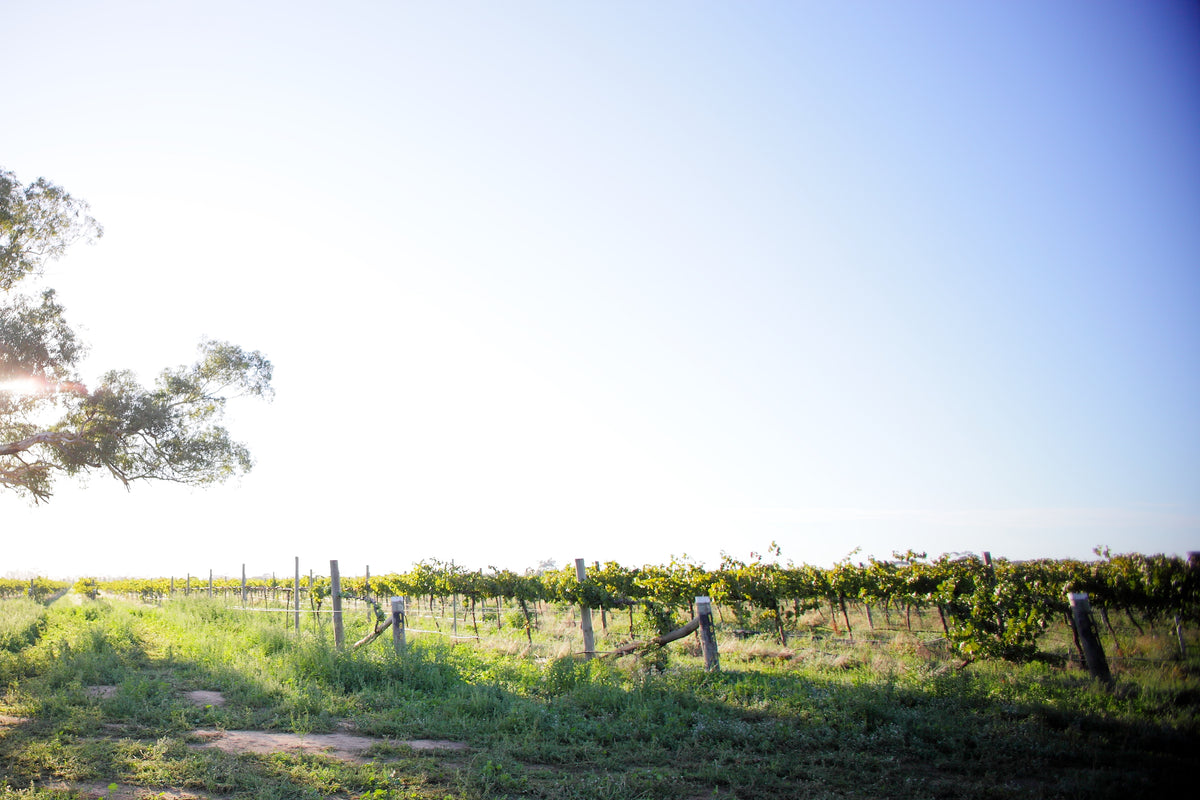 Whats Happening in the Vineyard & Welcome to our New 2019 Viognier