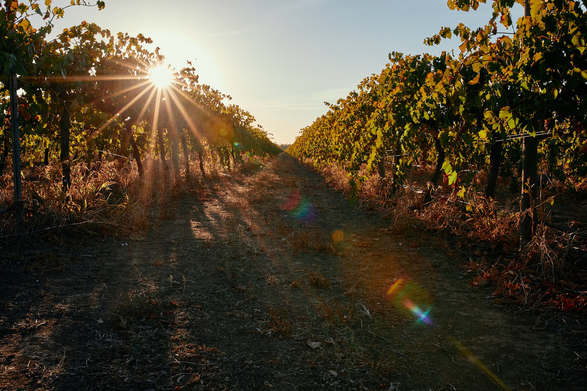 The Viticulture - Seasonal Practices